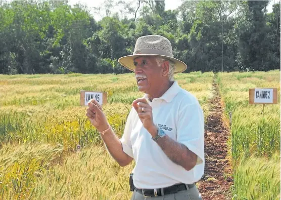  ?? ?? Mohan Kohli, líder del Programa de Investigac­ión de trigo del Paraguay