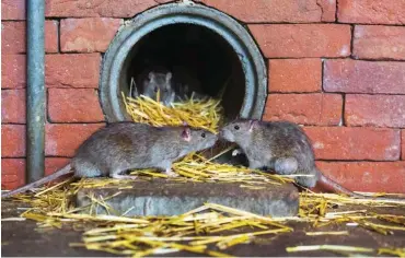  ?? Foto: imago/blickwinke­l: ?? Ratten sind gute Kletterer und können in Fallrohren den Aufstieg auch über mehrere Etagen schaffen.