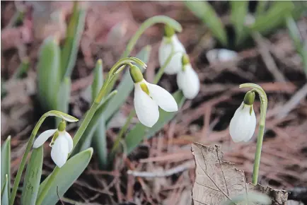  ?? THERESA FORTE
SPECIAL TO THE ST. CATHARINES STANDARD ?? Snowdrops (Galanthus nivalis) means ‘milk flower of the snow.’ They thrive in lightly shaded woodland areas.