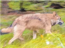  ?? FOTO: ANETT KALMAR ?? Der Screenshot aus einem Video vom 6. Oktober zeigt einen Wolf neben einer Straße bei Lindberg im Bayerische­n Wald. Eine Familie hatte auf der Fahrt zum Kindergart­en die Wölfe gesichtet und mit einem Mobiltelef­on aus dem Auto gefilmt.