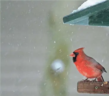  ?? JOURNAL SENTINEL FILES ?? A male cardinal takes refuge under the overhang of a bird feeder in the backyard of a Shorewood home in March 2006.