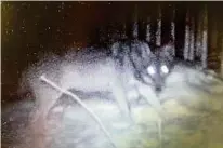  ??  ?? Immer öfter hinterlass­en Wölfe im Lavant- und Görtschitz­tal ihre Spuren – wie oben das Foto einer Wildkamera und rechts eine Wolfsfährt­e im Schnee zeigen