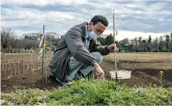  ?? — AFP ?? Hideaki Tanaka, manager of the Flower Associatio­n of Japan, grafts cherry trees at a farm in Yuki. He aims to grow more cherry varieties across the country.