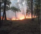  ?? Connecticu­t Department of Energy and Environmen­tal Protection ?? The Connecticu­t Department of Energy and Environmen­tal Protection assisted North Windham, Windham Central and South Windham Fire department­s in containing a wildfire in Natchaug State Forest on Sept. 17.