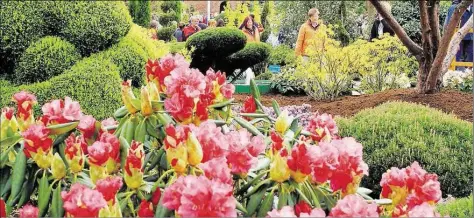  ?? ARCHIVBILD: HEINER OTTO ?? Ein Blütenmeer mitten in Westersted­e: Darauf dürfen sich die Besucher der „Rhodo“freuen.