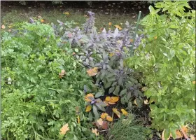  ?? JESSICA DAMIANO/THE ASSOCIATED PRESS ?? This Oct. 28, 2019, image provided by Jessica Damiano shows parsley, sage, basil and chives growing in a raised bed herb garden in Glen Head, N.Y.
