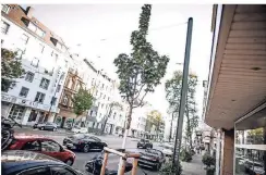  ?? RP-FOTO:A. ENDERMANN ?? Dieser Ahorn wurde 2017 an der Corneliuss­traße gepflanzt. An solch belasteten Straßen sollen Hunderte zusätzlich­e Bäume entstehen.