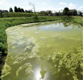  ?? FOTO SERGE MINTEN ?? Het waterbekke­n achter de hostel in het Vredespark kleurt helemaal groen.