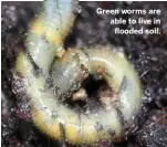  ??  ?? Green worms are able to live in flooded soil.