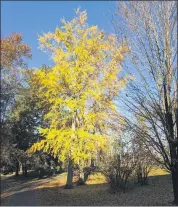  ?? SUBMITTED PHOTO ?? A gingko tree in fall foliage.