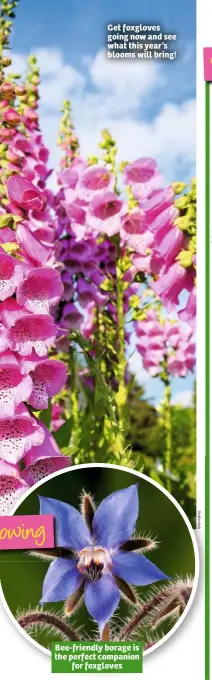  ??  ?? Get foxgloves going now and see what this year’s blooms will bring! Bee-friendly borage is the perfect companion for foxgloves