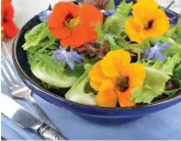  ?? ?? Nasturtium­s on a salad