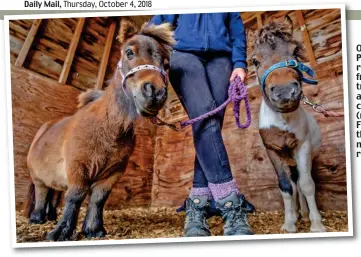  ??  ?? On the mend: Ponies re recovering fr from poor tr treatment at a rescue centre and (r (right) Jane Fr Fryer meeting th three Shetlands n now free to ro roam the fields