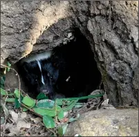  ?? COURTESY PHOTO/SJ COUNTY PARKS ?? Micke Grove Zoo introduced Oliver, a rehabilita­ted skunk from the San Diego area, at its reopening on Monday.