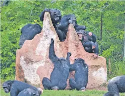  ?? COURTESY OF CHIMP HAVEN ?? A group of chimps at Chimp Haven, a 200-acre reserve for former research subject chimpanzee­s owned by the federal government. National Institutes of Health representa­tives have said they have no plans to move a colony of chimps living at a facility in Alamogordo to the sanctuary.