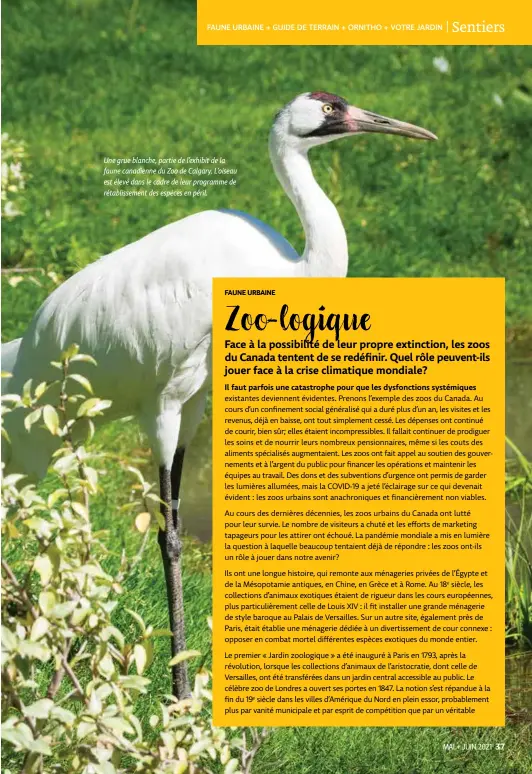  ??  ?? Une grue blanche, partie de l’exhibit de la faune canadienne du Zoo de Calgary. L’oiseau est élevé dans le cadre de leur programme de rétablisse­ment des espèces en péril.