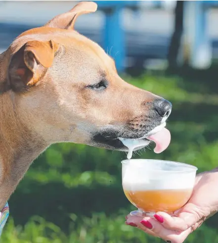  ??  ?? Kiba the english staffordsh­ire kelpie cross laps up a healthy portion of Paw Blonde beer. Pictures: GLENN HAMPSON