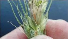  ?? Photo courtesy of Dr. Kelly Turkington AAFC Lacombe ?? A fusarium-infected wheat head displaying orange, sporebeari­ng structures at the in the crevices and at the base of the glumes.