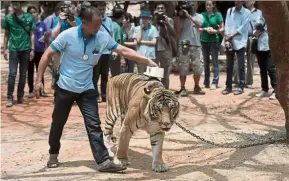  ?? — AFP ?? Here, kitty: A wildlife official scanning the microchip implanted in a tiger at the Kanchanabu­ri temple in this file picture.