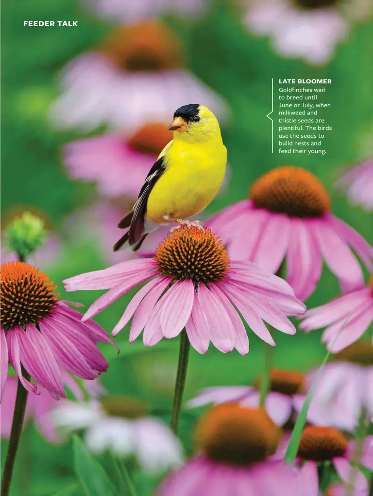  ??  ?? LATE BLOOMER Goldfinche­s wait to breed until June or July, when milkweed and thistle seeds are plentiful. The birds use the seeds to build nests and feed their young.