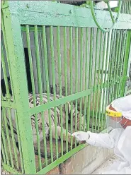  ?? HT PHOTO ?? A paramedic collects swab of a white tiger at Birsa Zoo in Ranchi on Monday.