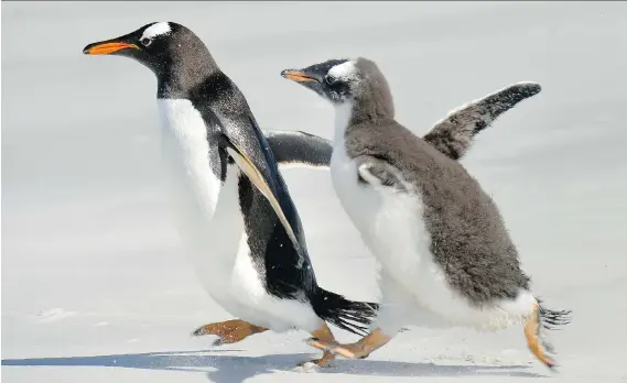  ??  ?? An adult gentoo penguin is chased by a juvenile of the same type on Bertha’s Beach, one of the Falkland Islands’ finest wildlife sites. Gentoos are the islands’ second largest penguins.