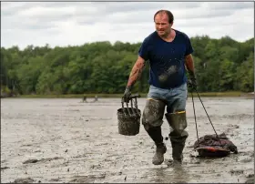  ?? (AP/Robert F. Bukaty) ?? Clamdigger Mike Soule hauls bags of clams on a sled across a mudflat in Freeport, Maine, in September.