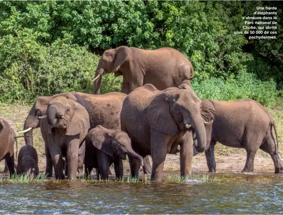  ??  ?? Une harde d’éléphants s’abreuve dans le Parc national de Chobe, qui abrite plus de 50 000 de cespachyde­rmes.