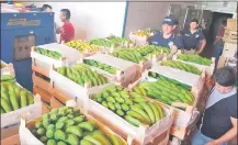  ??  ?? Parte del cargamento de banana incautada ayer de un depósito climatizad­o del Mercado de Abasto.