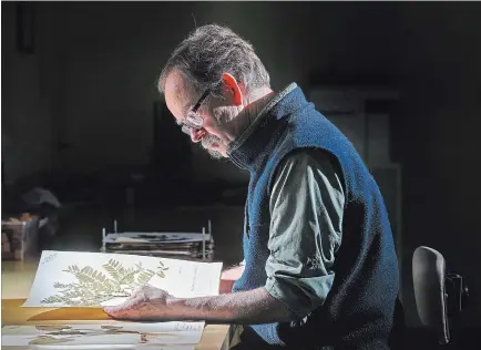  ?? PHOTOGRAPH BY GARY YOKOYAMA, THE HAMILTON SPECTATOR ?? Historical researcher Robert Burcher studies a mid-20th century specimen of honey locust. It is a plant species that pioneering environmen­talist John Muir had collected during a month-long stay in the Hamilton area in 1864.