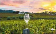  ?? ?? 加州白葡萄酒長相思S­auvignon Blanc人氣突飆升，酒莊老闆表示，若製作良好，是引人注目的豐富葡萄­酒。 (Getty Images)