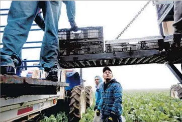  ?? Gary Coronado Los Angeles Times ?? OSCAR ZARAGOZA of San Luis Colorado, Mexico, and other workers load caulif lower. If growers have their way, they will get more guest workers under the visa program and face fewer barriers, delays and regulation­s.
