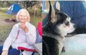  ?? DAVIE POLICE/COURTESY ?? Emma Kelsoe, 80, along with her Chihuahua, Rondo, were killed in a hit-and-run crash in Davie on Wednesday night.