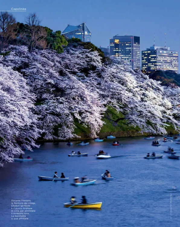  ??  ?? Durante l'hanami, la fioritura dei ciliegi, Chidori-ga-fuchi è il punto migliore in città per ammirare il miracolo rosa. La barchetta si può affittare.