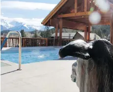  ??  ?? The view of the mountains from a hot tub at The Moose Hotel &amp; Suites in Banff is a sight to behold, for man or beast.