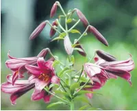  ??  ?? Above, Lily at Kiftsgate Court, below Sudeley Castle and gardens
Pictures: Anna Lythgoe