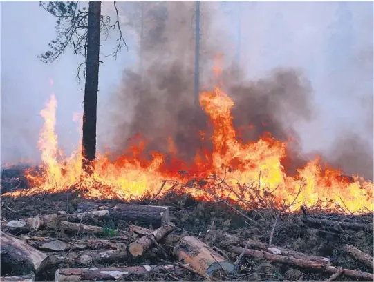  ?? FOTO: NTB SCANPIX ?? KNUSKTØRT: De to naermeste dagene blir det like tørt i Telemark som da Norges største skogbrann siden krigen brøt ut i Froland i 2008