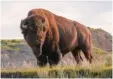  ??  ?? Bison