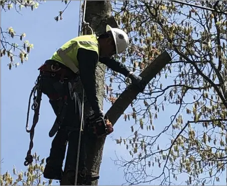  ?? JERRY ZEZIMA/ TNS ?? Rene Funez removes the top portion of an oak tree whose limbs, twigs and branches were hanging over power lines.