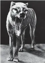  ?? ?? Fierce: Footage of the last-known Tasmanian tiger in Hobart Zoo in 1933