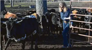  ?? Gustavo Huerta / Staff photograph­er ?? Darla Weaver opens a gate to allow cattle to feed at Three Cross Ministry on Tuesday in Montgomery. Lone Star Cowboy Church’s program feeds thousands at food banks and other sites.