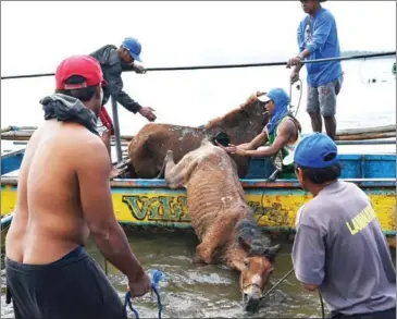  ?? AFP ?? Residents living at the foot of Taal volcano unload their horses from a wooden boat after rescuing them from their homes.
