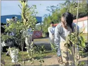  ?? Ricardo Arduengo Para la Naturaleza ?? VOLUNTEERS PLANT native trees in the Cialitos community. “We believe ecology recovery goes hand in hand with human recovery,” a conservati­onist says.