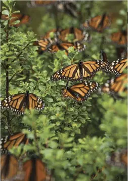  ??  ?? Using a navigation­al system that scientists are just beginning to decode, monarchs alight on conifers in a
protected mountain biosphere reserve in Mexico.