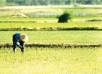  ?? (Photo courtesy of GMA News) ?? Philippine Statistics Authority says the contractio­n in the country’s agricultur­al output this 2022 was dragged mainly by the reduction in crops, livestock, and fisheries.