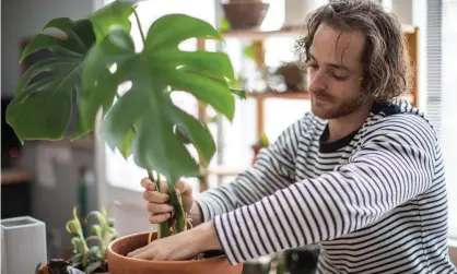  ?? Photograph: Getty ?? ‘Looking after plants triggers a neurochemi­cal reward system in our bodies, releasing endorphins and, some argue, oxytocin.’