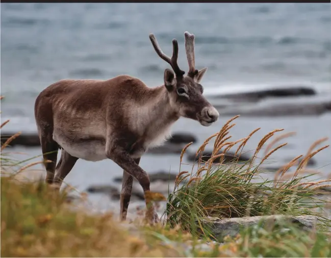  ??  ?? A female caribou on the northern shore at Pointe Riche near Port au Choix.