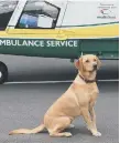  ??  ?? Mascot Baxter helped launch the air ambulance fundraiser.