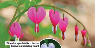  ?? ?? Dicentra spectabili­s – better known as bleeding heart