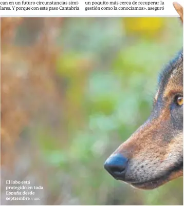  ?? // ABC ?? El lobo está protegido en toda España desde septiembre